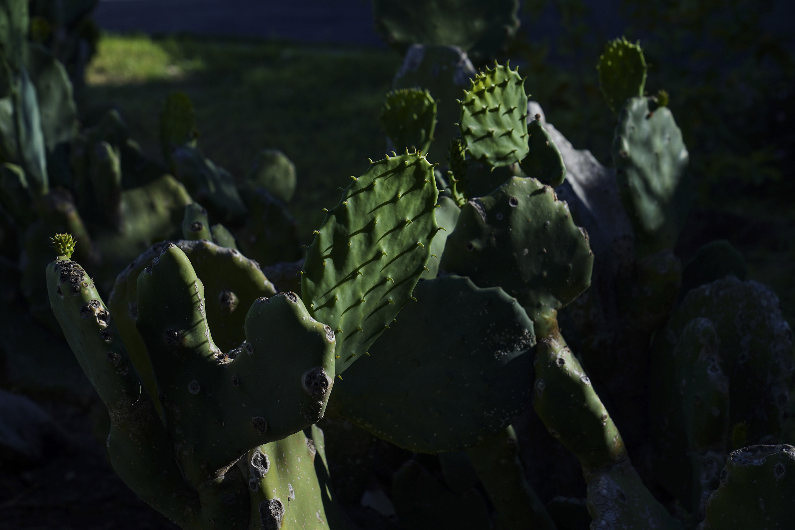 A cactus plant in a San Juan home on Oct. 23.